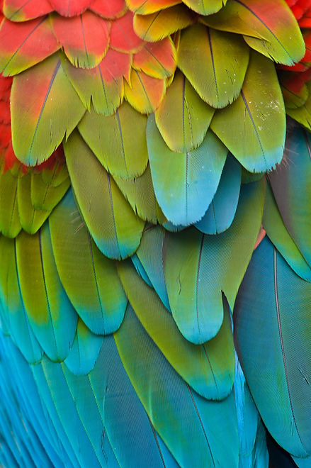 Feathers