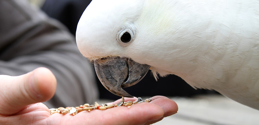 Cockatoo